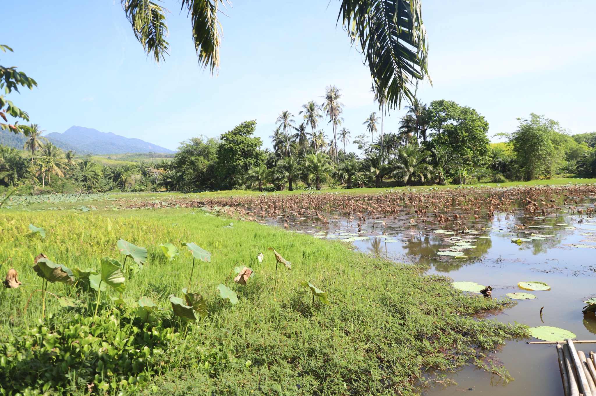 title - ข่าวดีชาวกระบี่ รมช.เกษตรฯ ลงพื้นที่ติดตามโปรเจกต์ยักษ์ ส.ป.ก. เร่งพัฒนาโครงสร้างพื้นฐานแปลงพื้นที่เป้าหมาย คทช. ในเขตปฏิรูปที่ดิน กว่า 4,300 ไร่ มุ่งสร้างอาชีพอย่างยั่งยืน